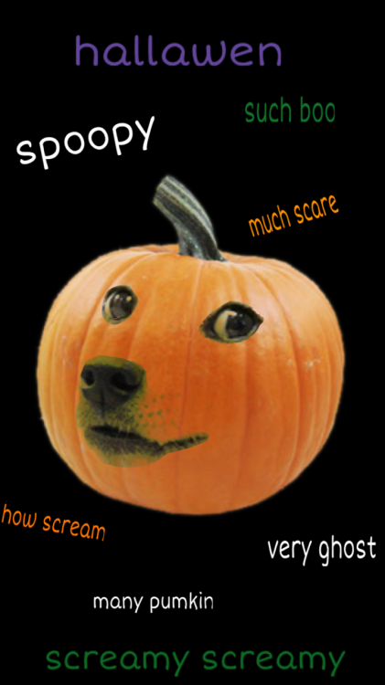Halloween Pumpkin Meme